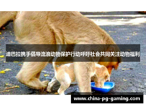 迪巴拉携手倡导流浪动物保护行动呼吁社会共同关注动物福利